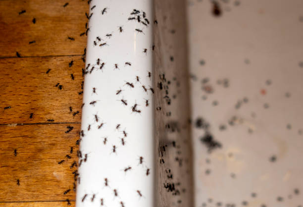 Best Ant Control Services  in Lake Stevens, WA