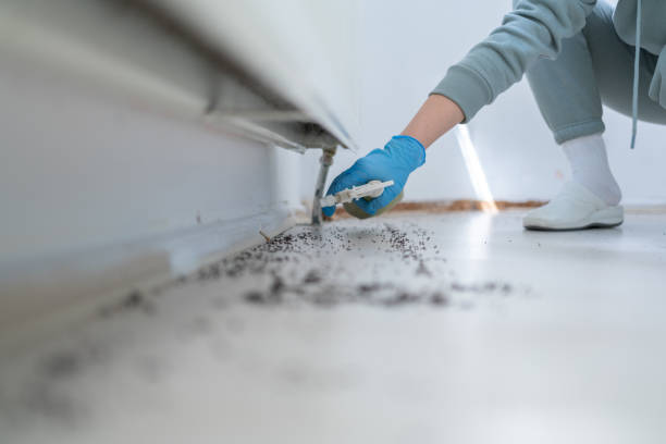 Best Wasp Removal Services  in Lake Stevens, WA